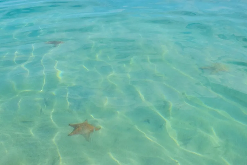 starfish under the water surface in panama