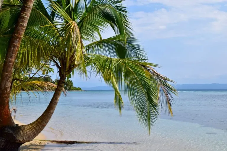 palm tree on a beach on bocas del toro panama on a sunny day
