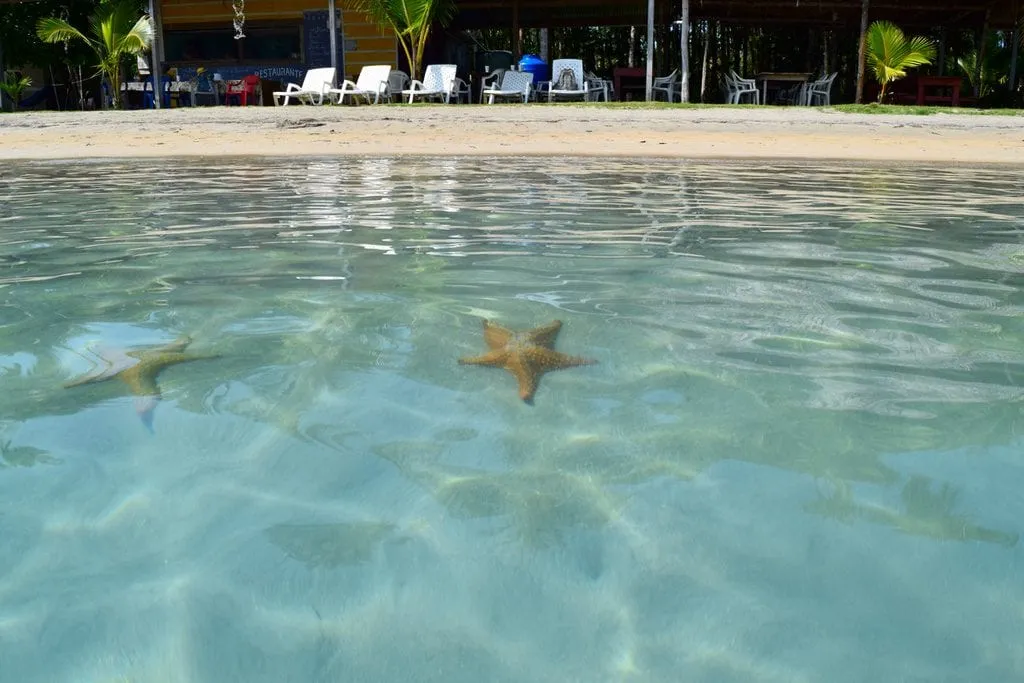 starfish in the water with the shore in the background