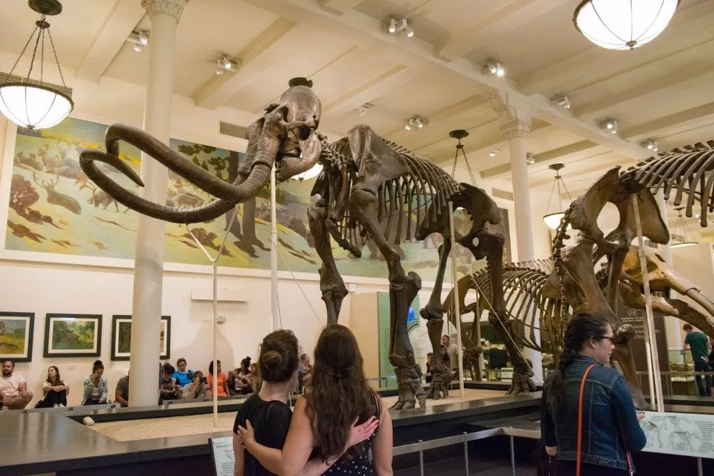 two friends with linked arms looking up at a skeleton in the american natural history museum