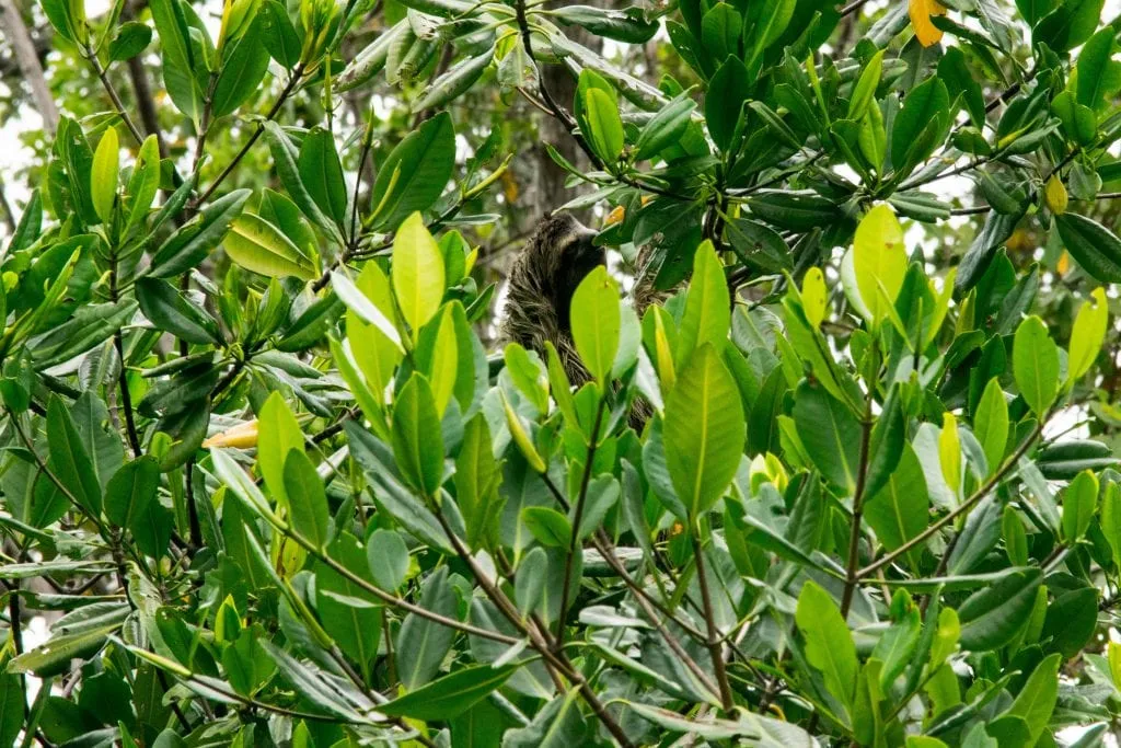 sloth hiding in a tree on sloth island panama