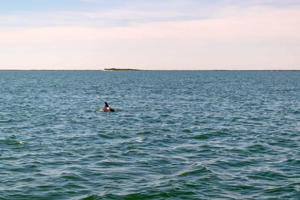 Dolphin poking out of the water near Atlantic Beach NC as seen from a boat