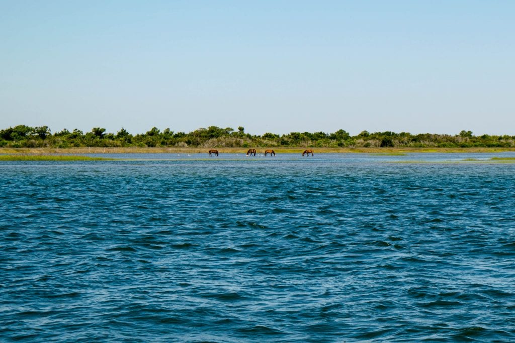 Wild horses of Shackleford Banks as seen from across the water near Beaufort NC