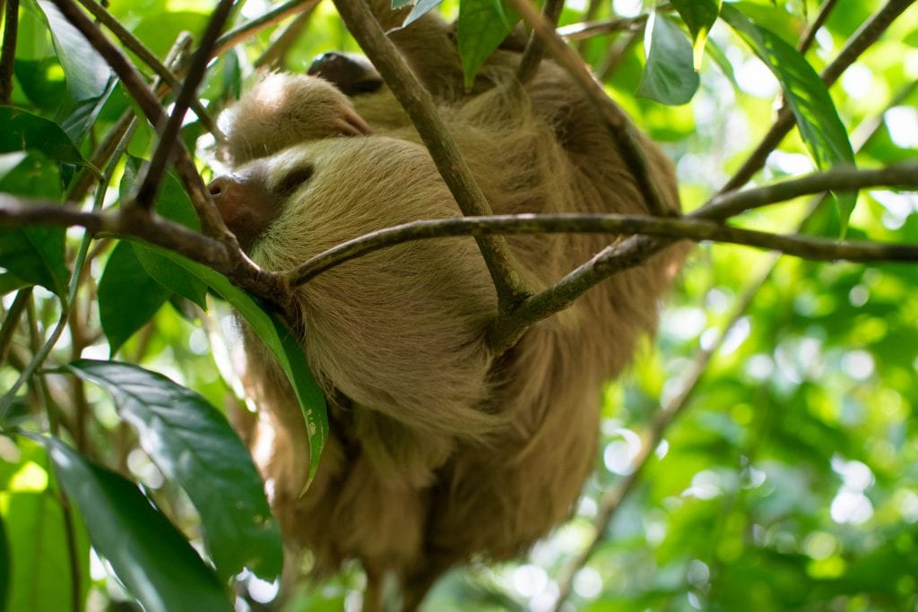 sloth sleeping in a tree in costa rica vs nicaragua