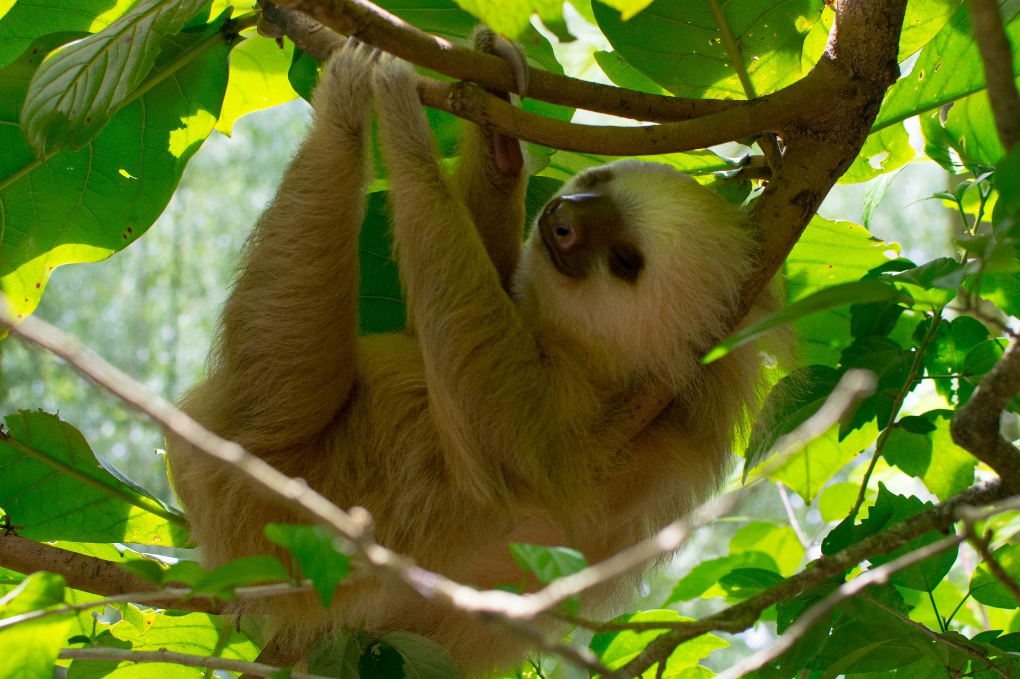 Seeing Sloths in Costa Rica A Visit to the Jaguar Rescue Center Our Escape Clause