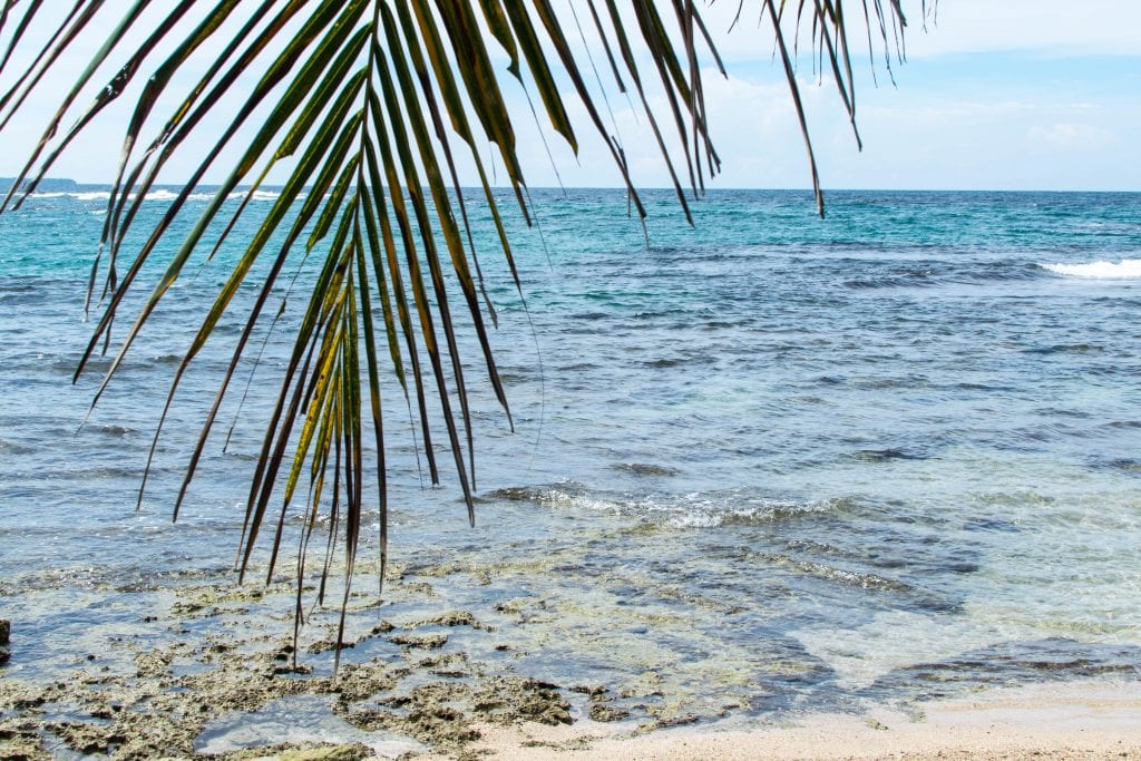 beach in puerto viejo costa riva with palm leaf in the foreground