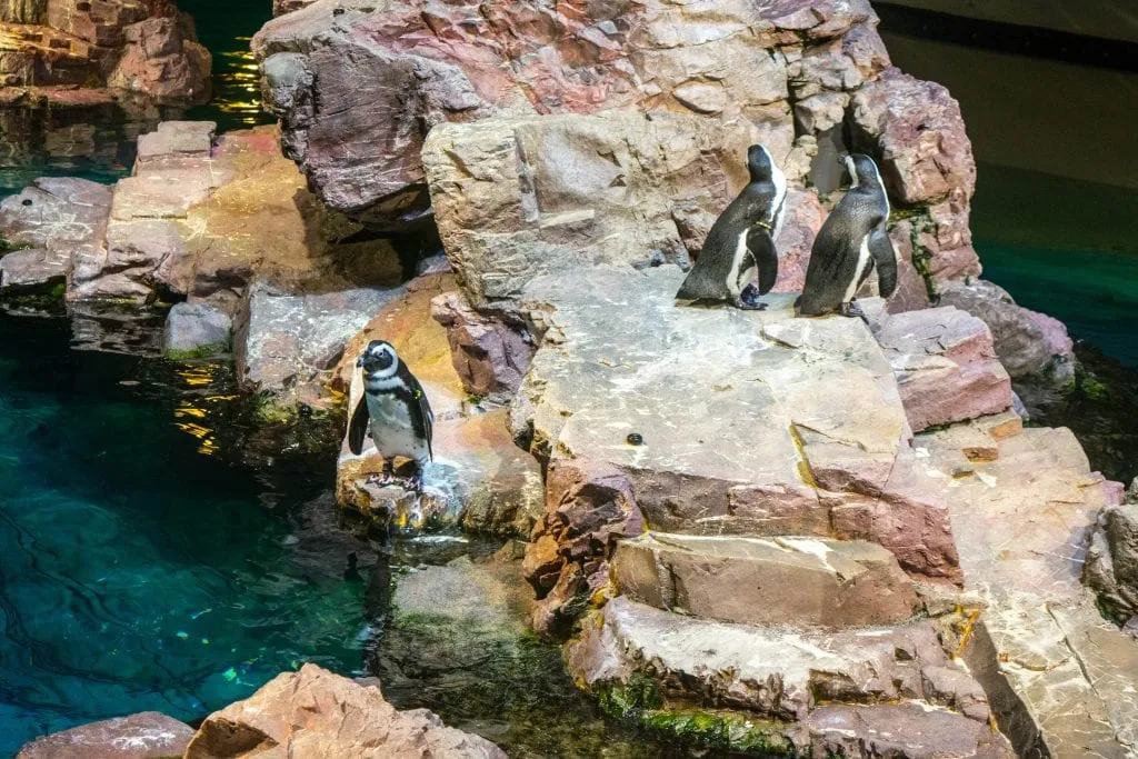 2 Days in Boston Itinerary: Penguins at Aquarium