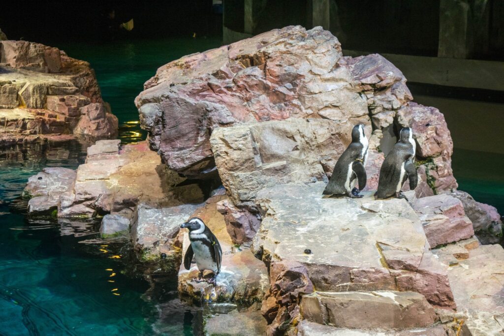 Things to Do in Boston: New England Aquarium