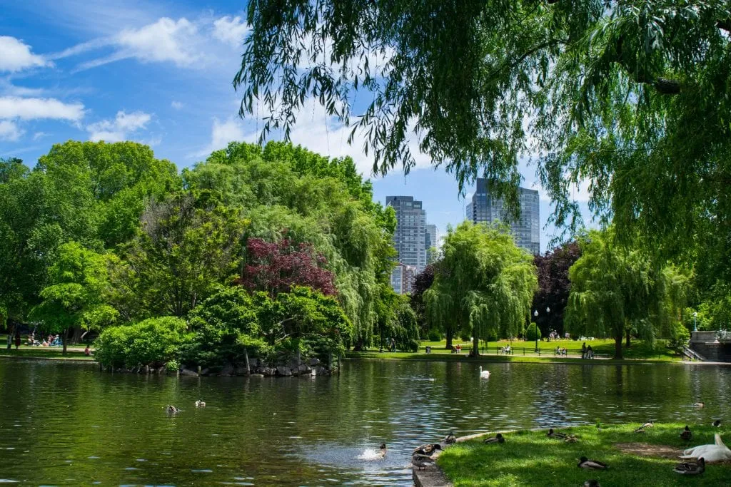 Pond in the Boston Public Garden with skyscrapers in the distance, one of the fun things to do in Boston MA