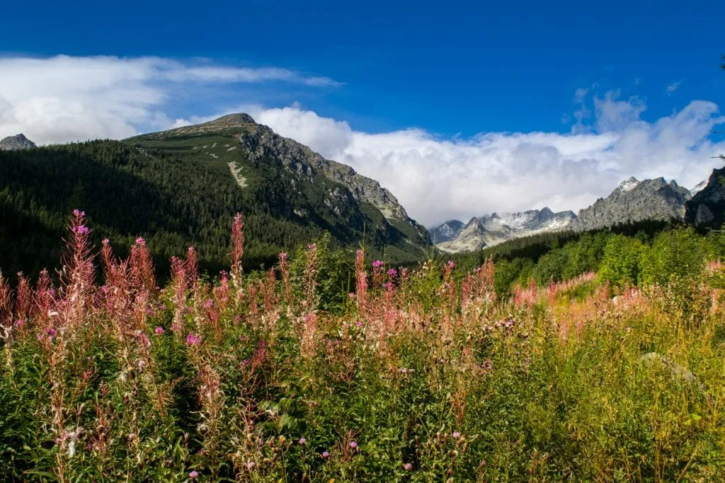 slovakia high tatras on a sunny day with pink flowers in the foreground