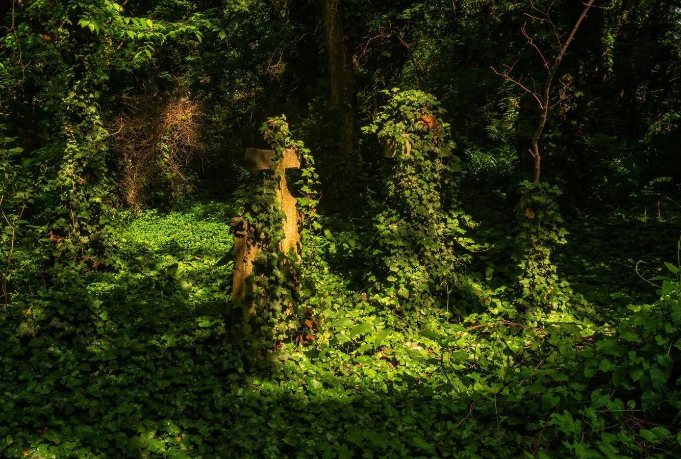 ivy growing over crucifixes in abandoned cemetery budapest hungary