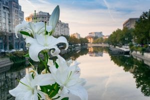 set of white lilies set against the river at sunset, as seen when exploring the best things to do in bucharest romania