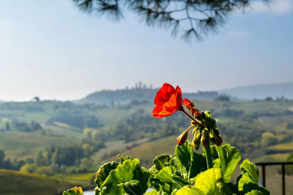 Things to Eat in Florence: Wine Tasting in Tuscany