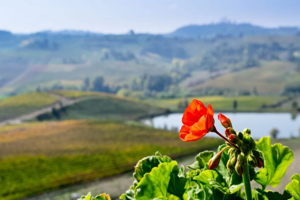 Things to Eat in Florence: Wine Tasting in Tuscany