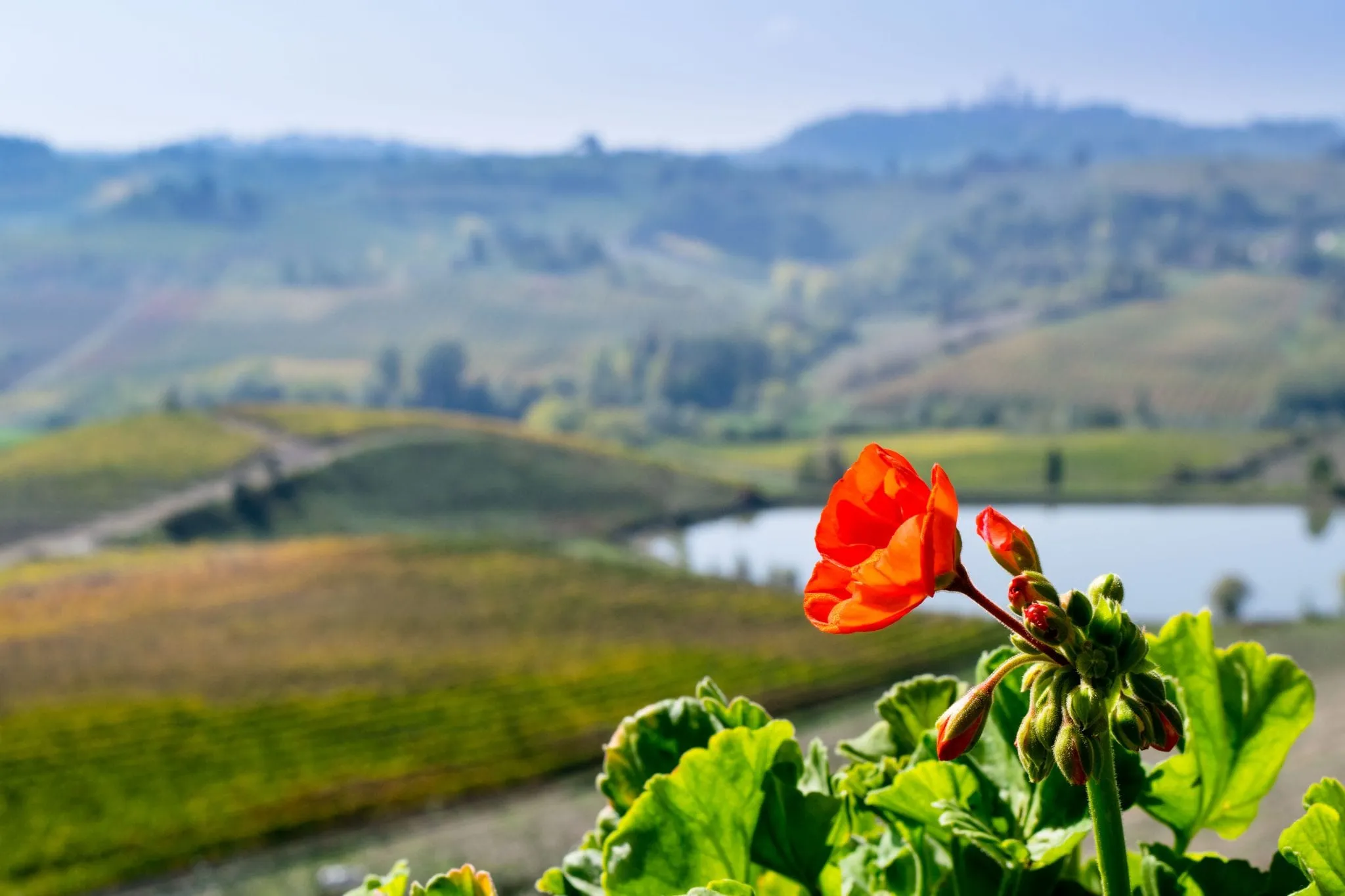 view of blooming red flower during fall in tuscany italy with san gimignano in the background, a wonderful stop during 3 days in tuscany