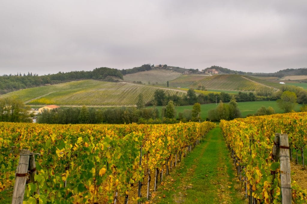 view of horseback riding trail through vineyards near san gimignano tuscany