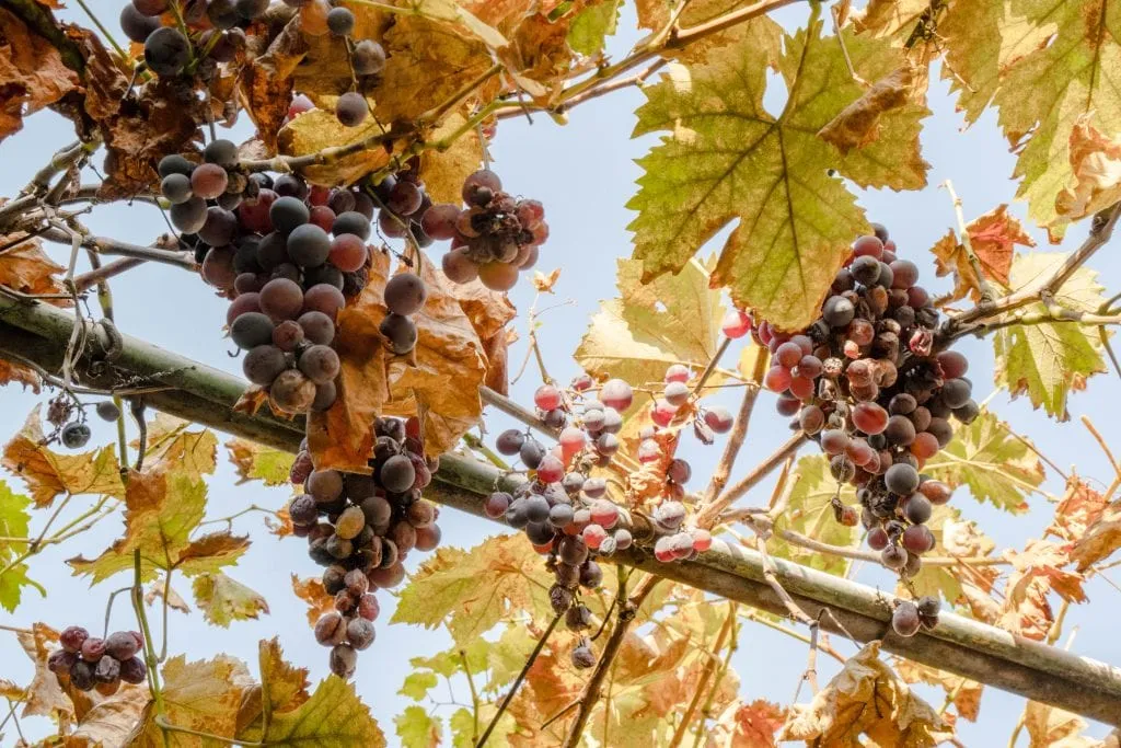 Grapes hanging from a vine during an October trip to Bucharest Romania--the wine harvest is a great reason to pack for Europe in autumn!