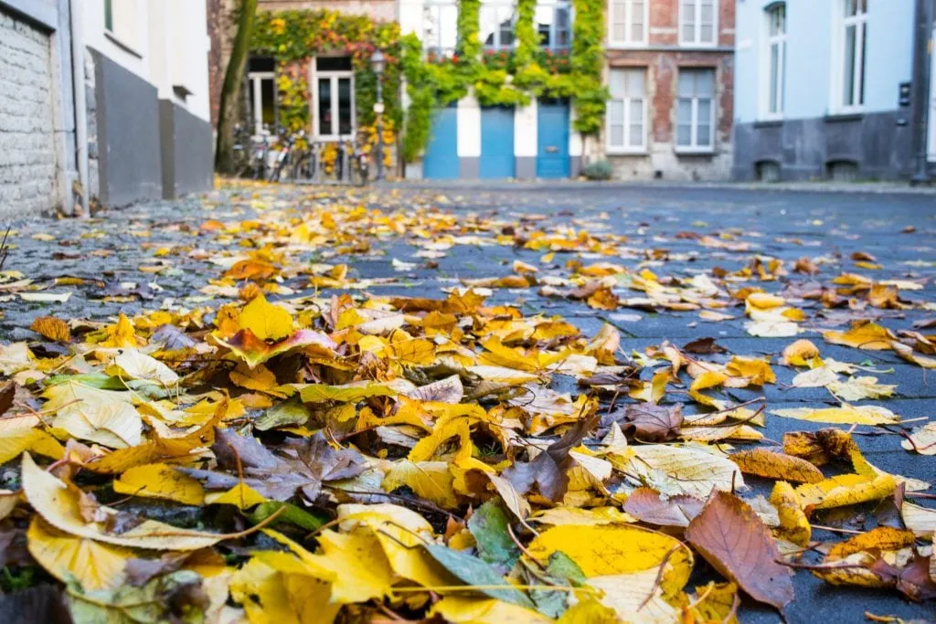 Fallen leaves gathered on a street in Ghent Belgium.