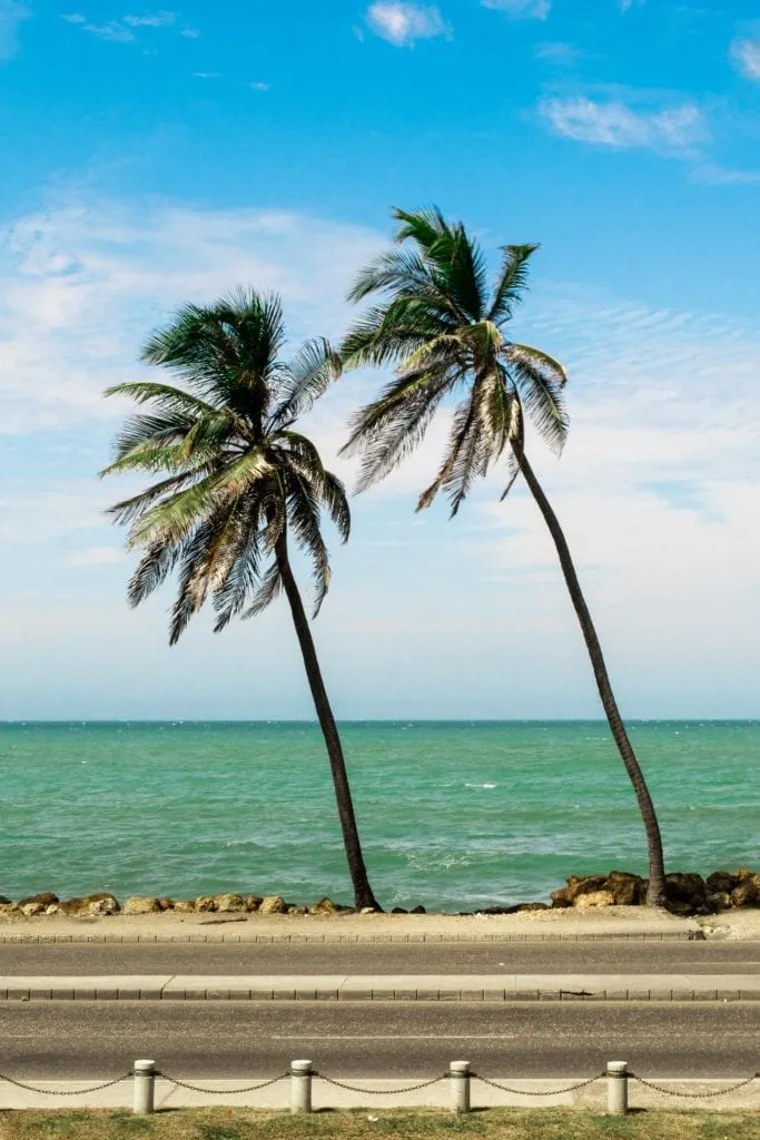 two palm trees in cartagena colombia with the water behind them