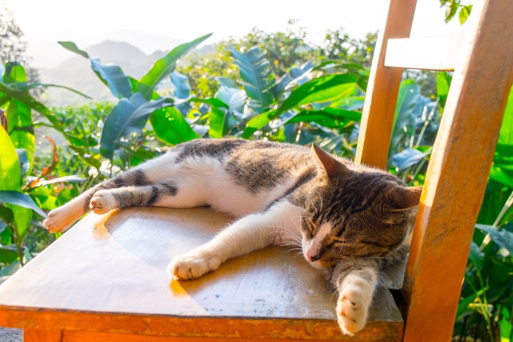 Colombia Packing List: Cat in Minca, Colombia