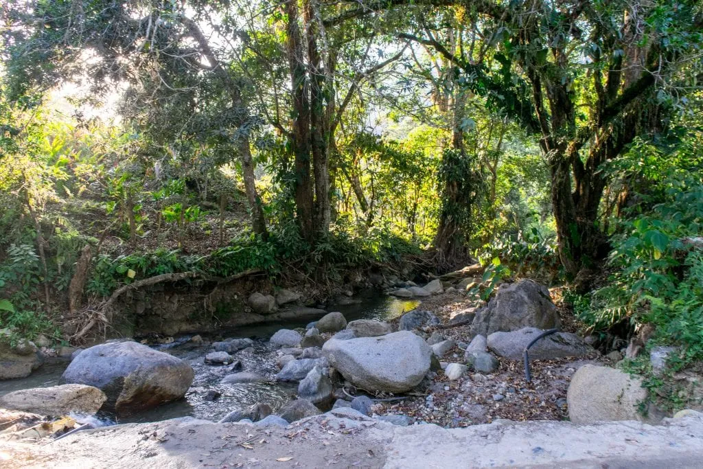 views of jungle when hiking minca waterfalls