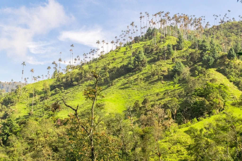 Things to Do in Salento: Hike the Cocora Valley