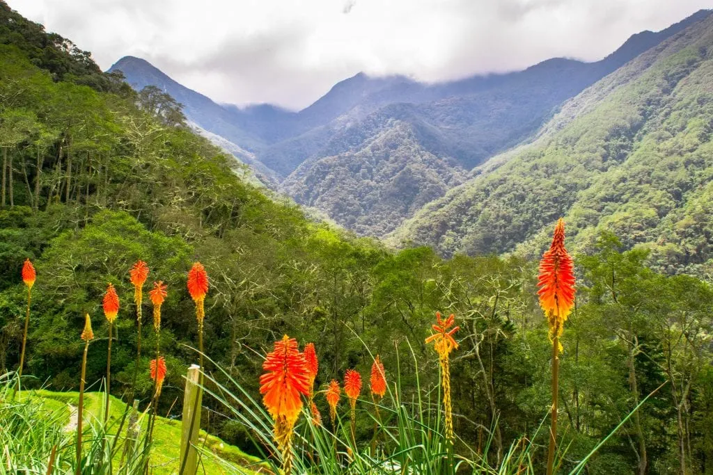bright orange flowers in the foreground of a photo of the mountains of the Valle de Cocora, a lovely part of a 2 week Colombia itinerary