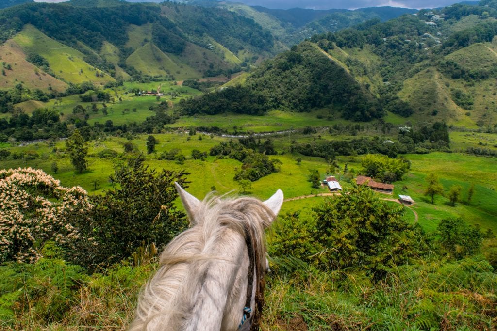 head of a white horse overlooking a lush green valley in Colombia. Horseback riding here is one of the best things to do in Salento Colombia
