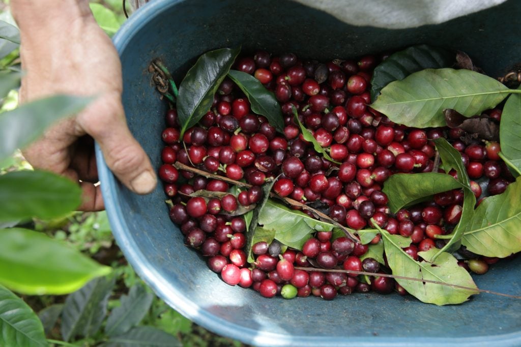 bucket of raw coffee beans being harvested in salento colombia things to do