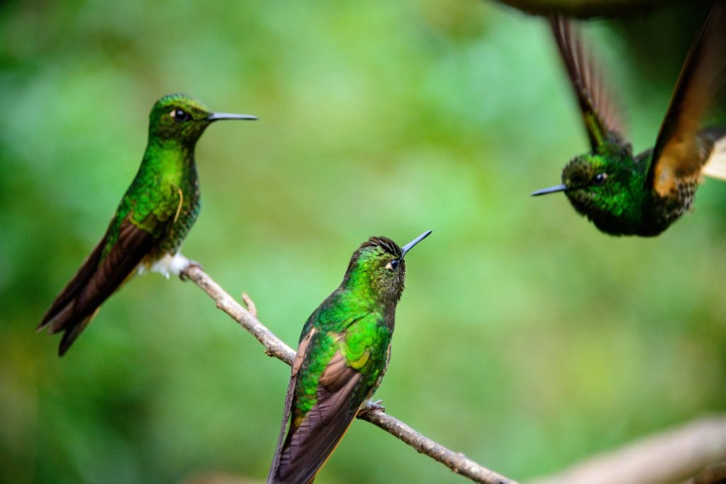 green hummingbirds in the cocora valley, one of the best places to visit in salento colombia