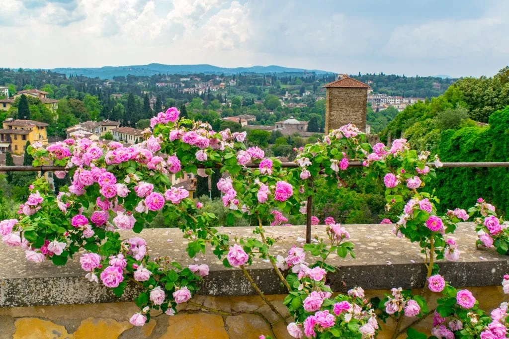 pink roses as seen growing in the boboli gardens in florence with the tuscan countryside visible beyond