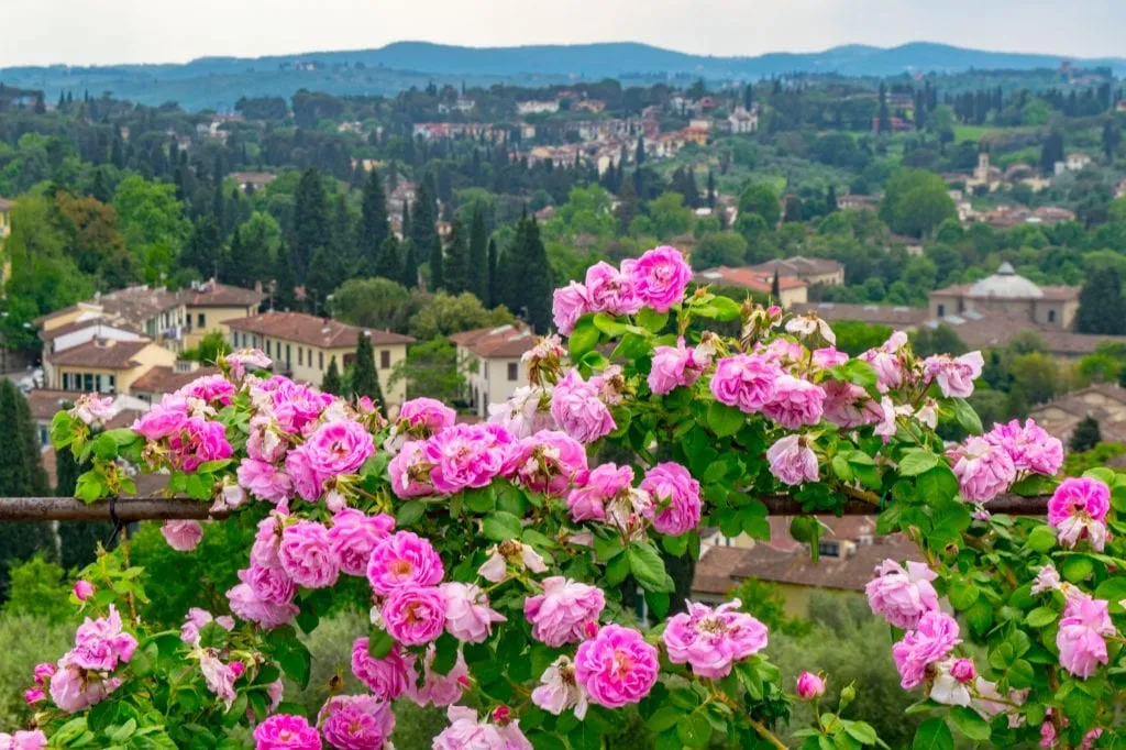 blooming pink flowers overlooking the tuscan countryside in boboli gardens, one of the most instagrammable places in florence italy