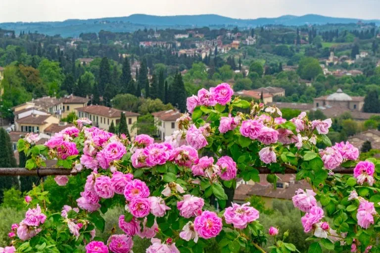 view of pink flowers blooming in the boboli gardens during spring in tuscany italy