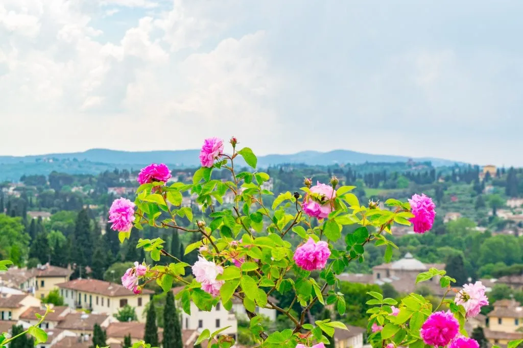 Roses in a garden in Florence--when exploring Florence off the beaten path, be sure to stop to literally smell the roses