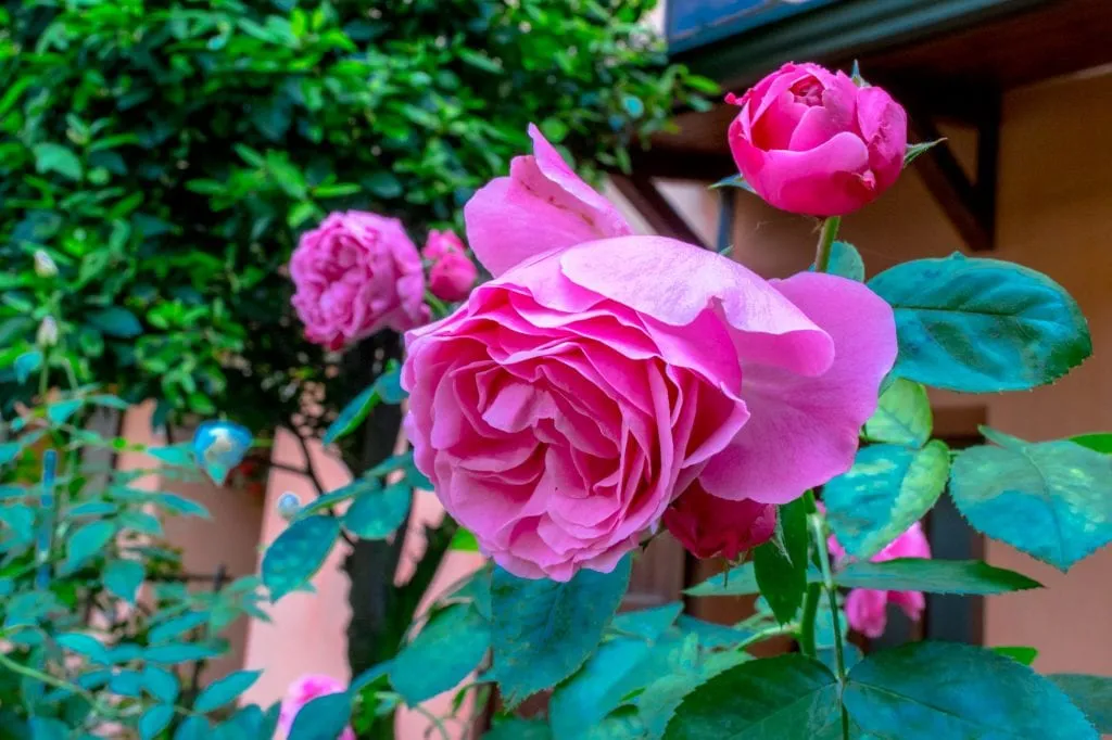 roses growing in spring in parma italy