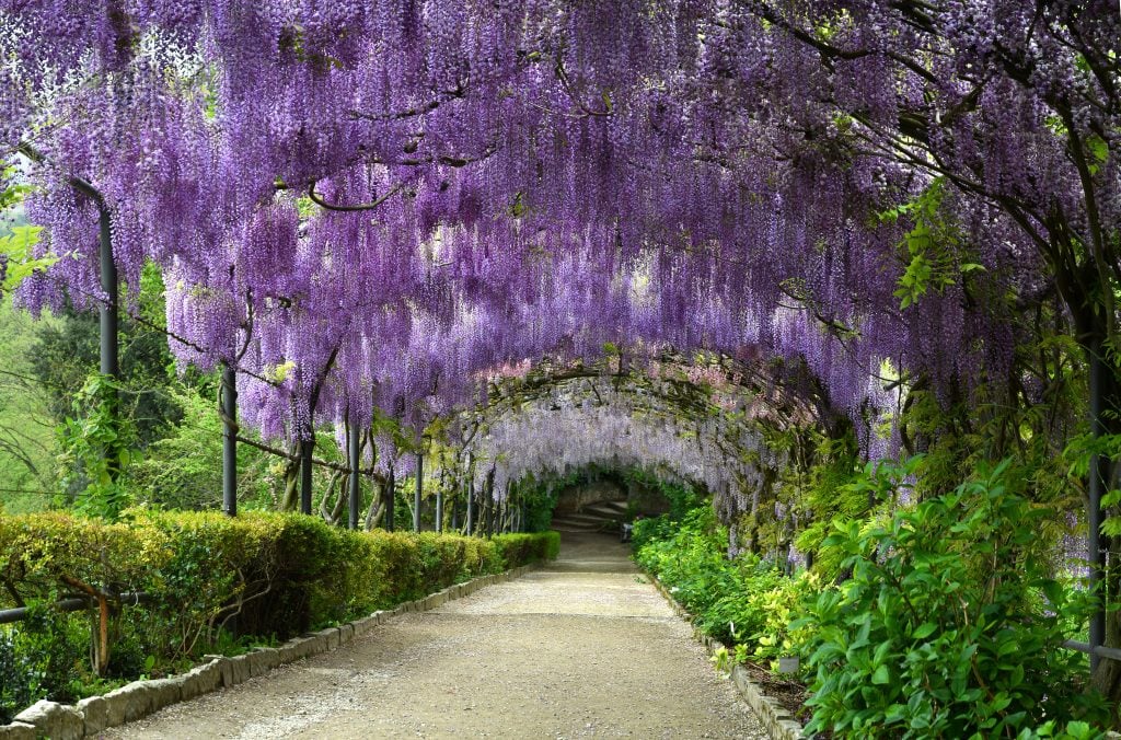 tunnel of wisteria in bardini gardens, one of the best florence photography spots