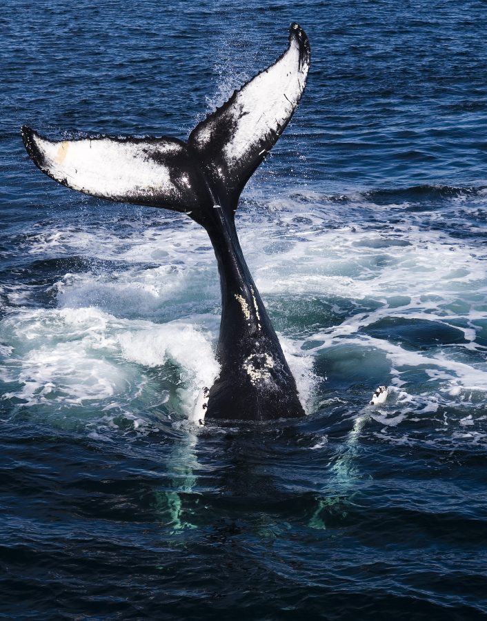 whale tail diving into atlantic ocean new england