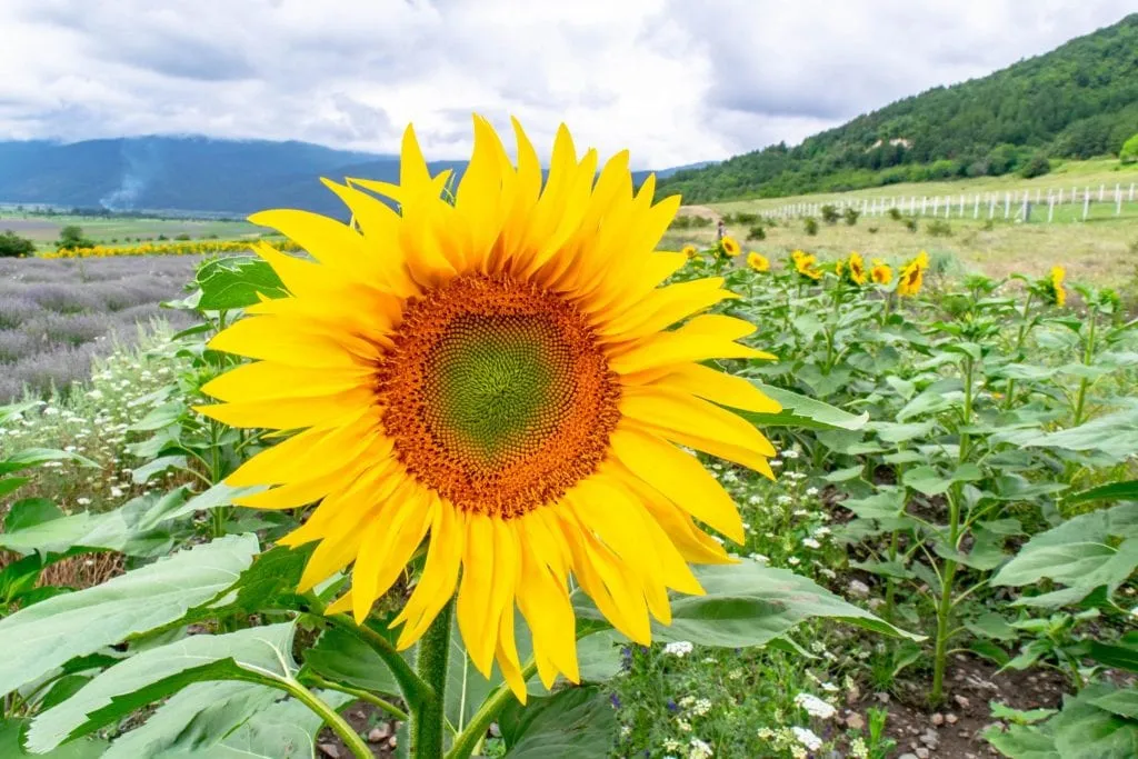 Close up of a sunflower blooming in Bulgaria--experiencing blooming seasons is one of our top Europe travel tips if you are looking for a way to time your trip!