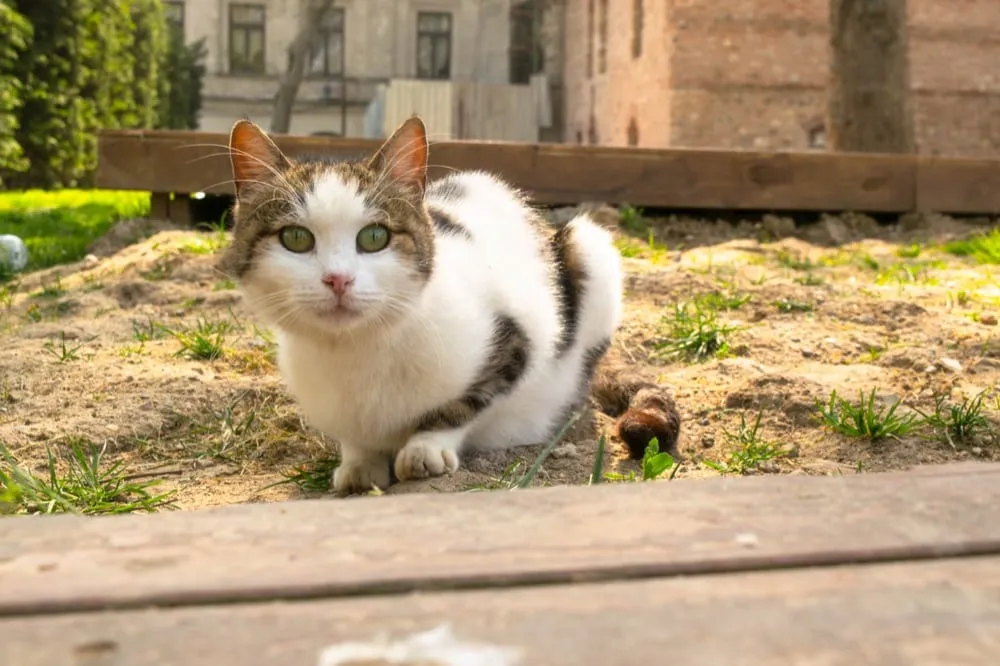 2 Day Istanbul Itinerary: Cat