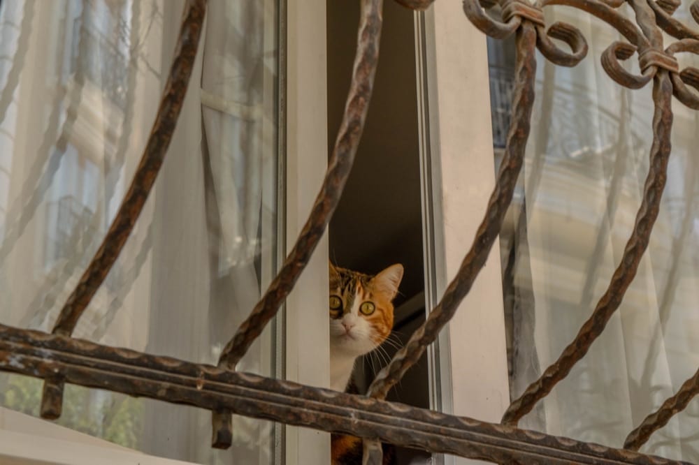 2 Day Istanbul Itinerary: Cat in Window