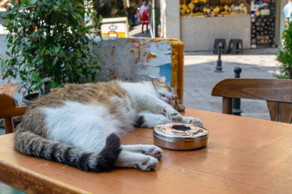 cat sleeping on a cafe table in istanbul turkey