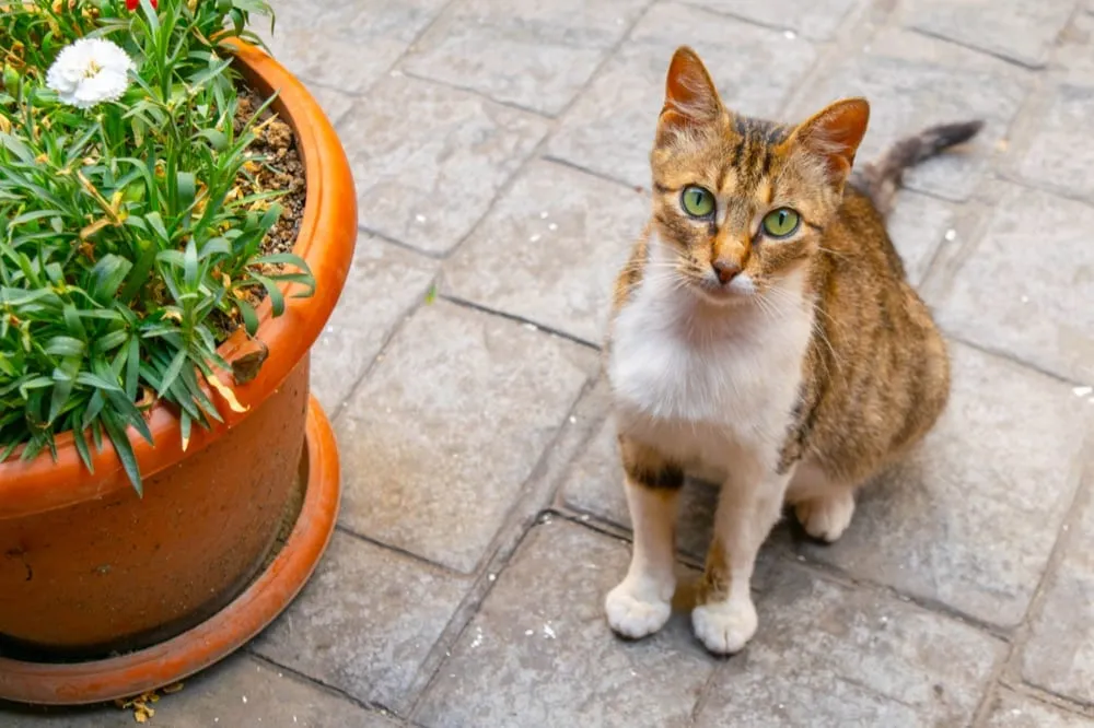green eyed cat sitting next to a potted plant