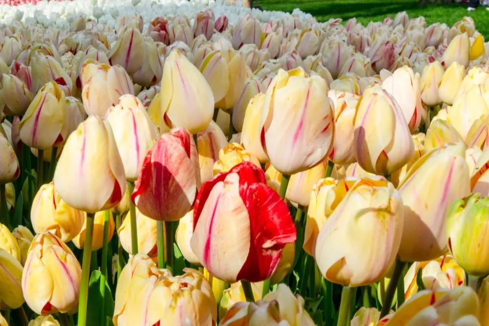 white and pink tulips, tulip season is one of the fun things to do in istanbul turkey
