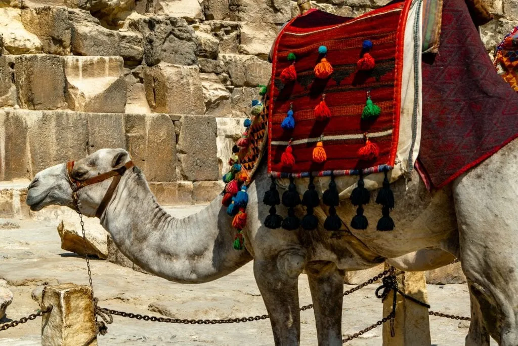 camel in giza egypt with a red shawl on its back