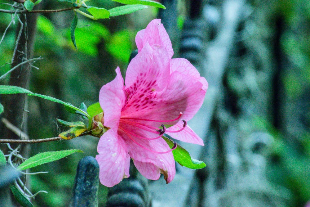 The 53 Best Things to Do in Savannah (+ Food Tips!) Our Escape Clause