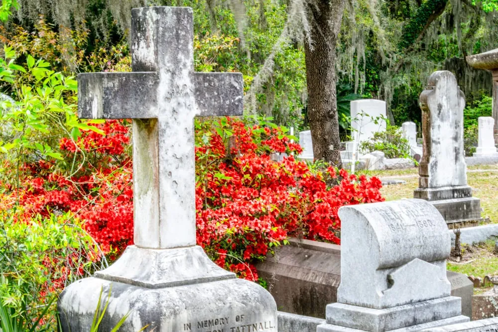 stone crosses and statues surrounded by red azaleas in bonaventure cemetery, one of the best places to visit in savannah georgia
