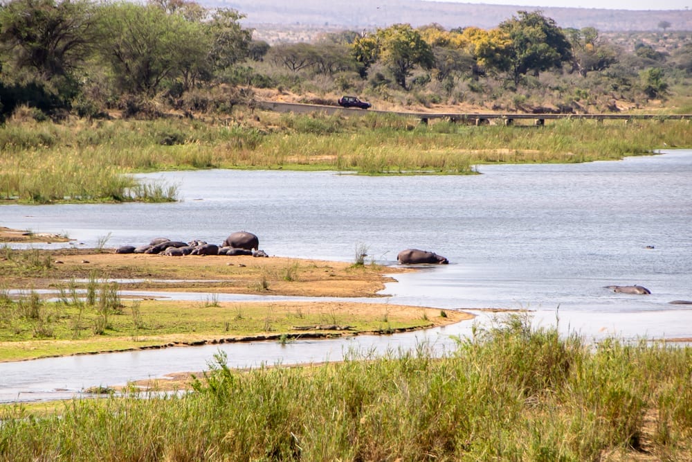 hippos sunning themselves at lower sabie watering hole