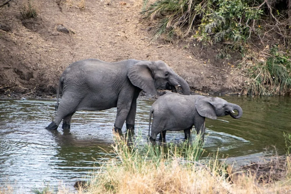 two elephants drinking in a watering hole kruger south africa itinerary