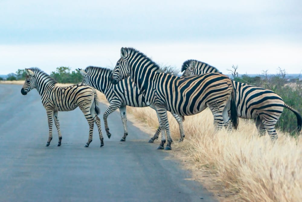 Herd of zebra waiting to cross the road in Krugr National Park South Africa--a fitting photo for a post about the best short travel quotes on appreciating the journey!