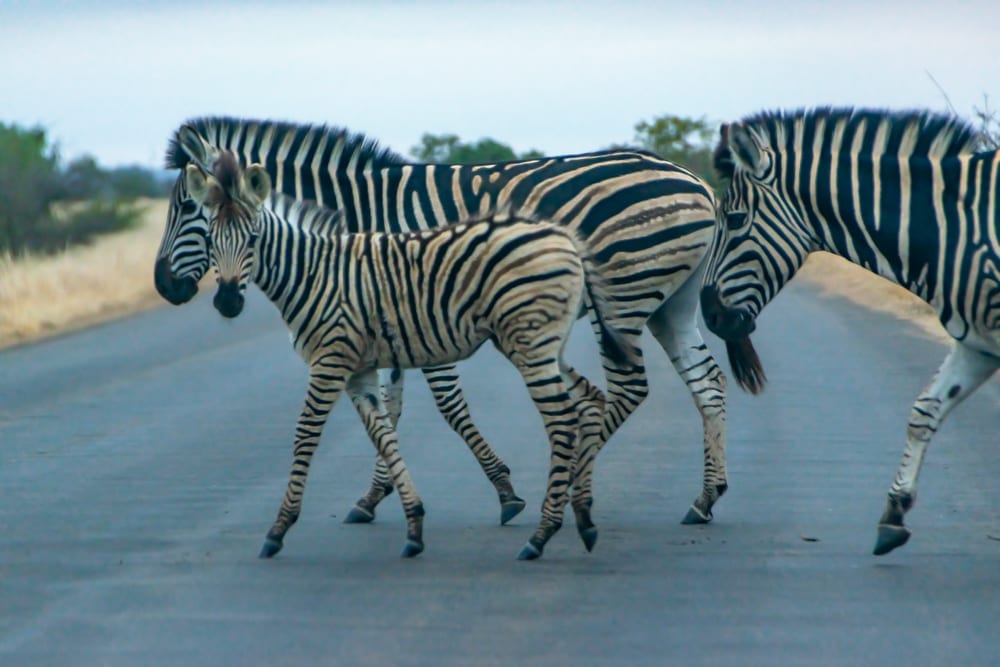 Zebras in Kruger National Park